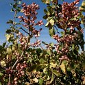 Fruto de pistacho (2)